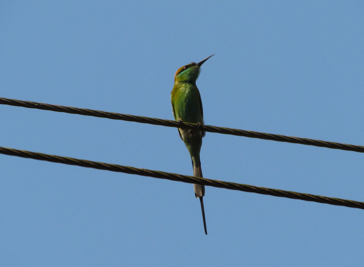 Asian Green Bee-eater - ML118285891