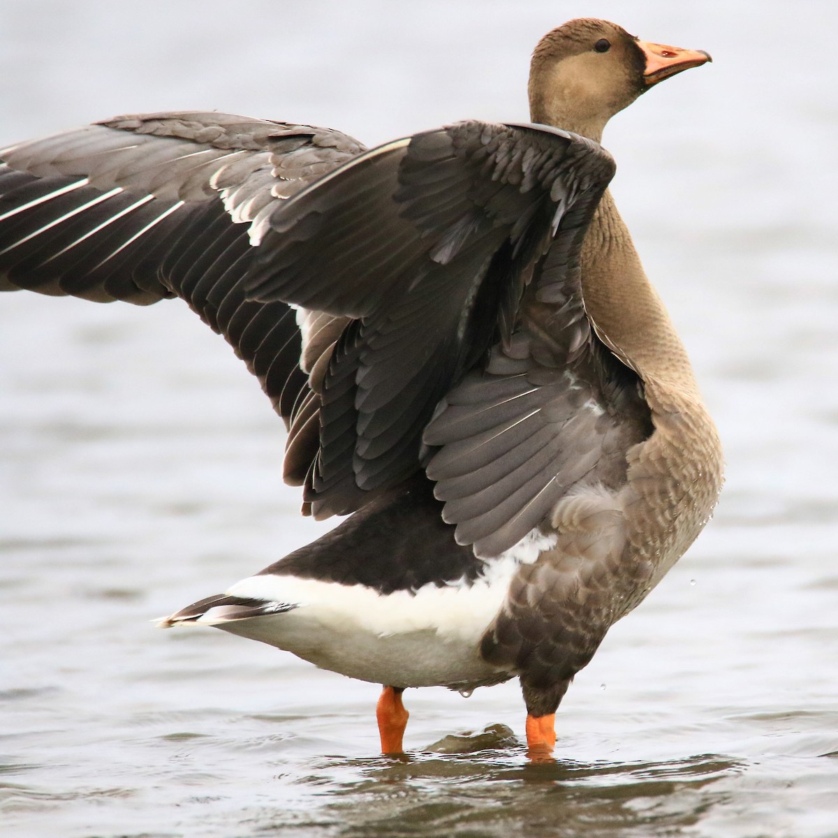 Greater White-fronted Goose - poshien chien