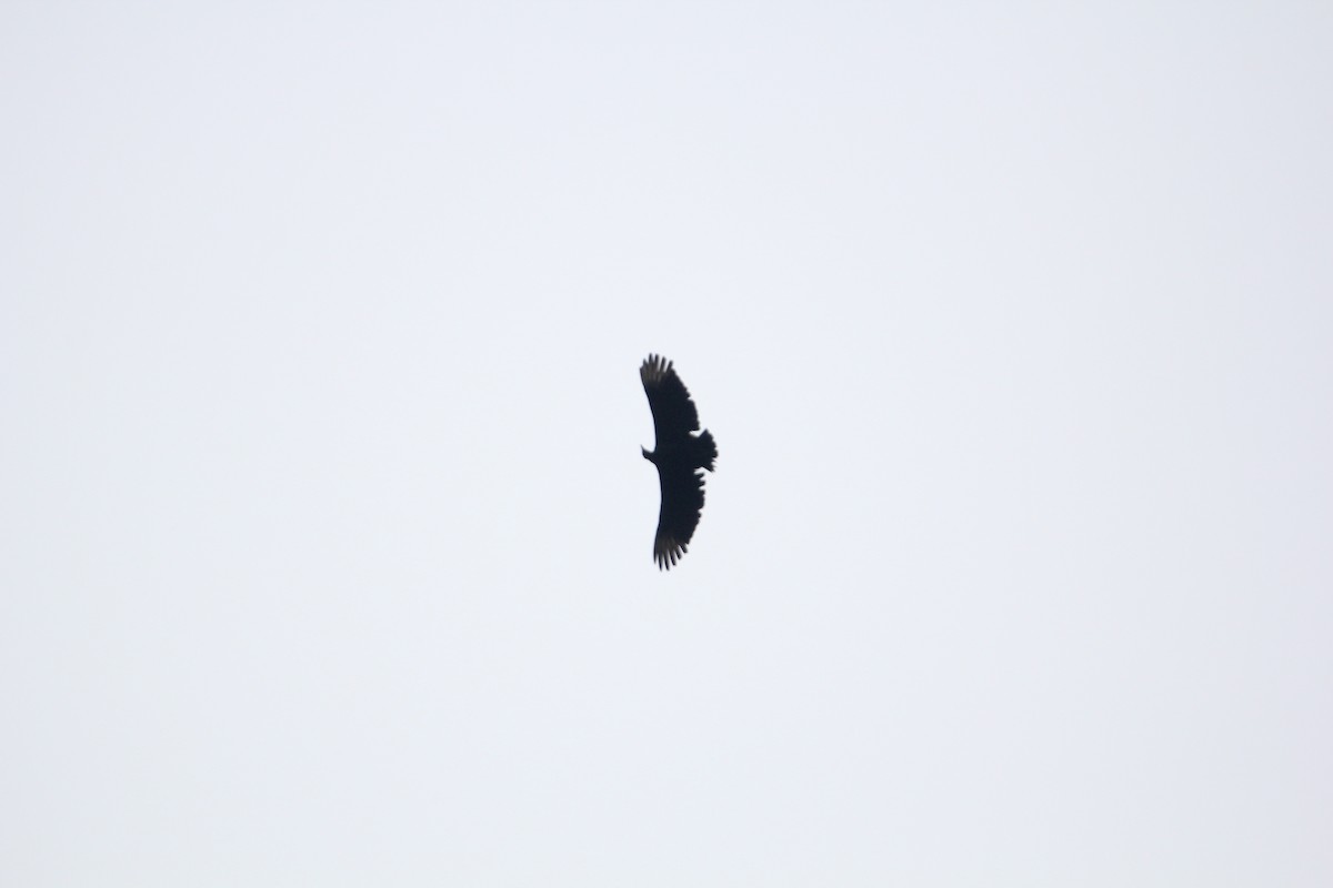 Black Vulture - Robert Gowan