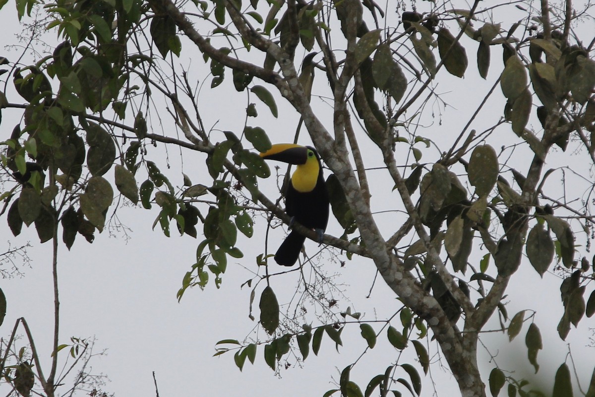 Yellow-throated Toucan (Chestnut-mandibled) - ML118287671
