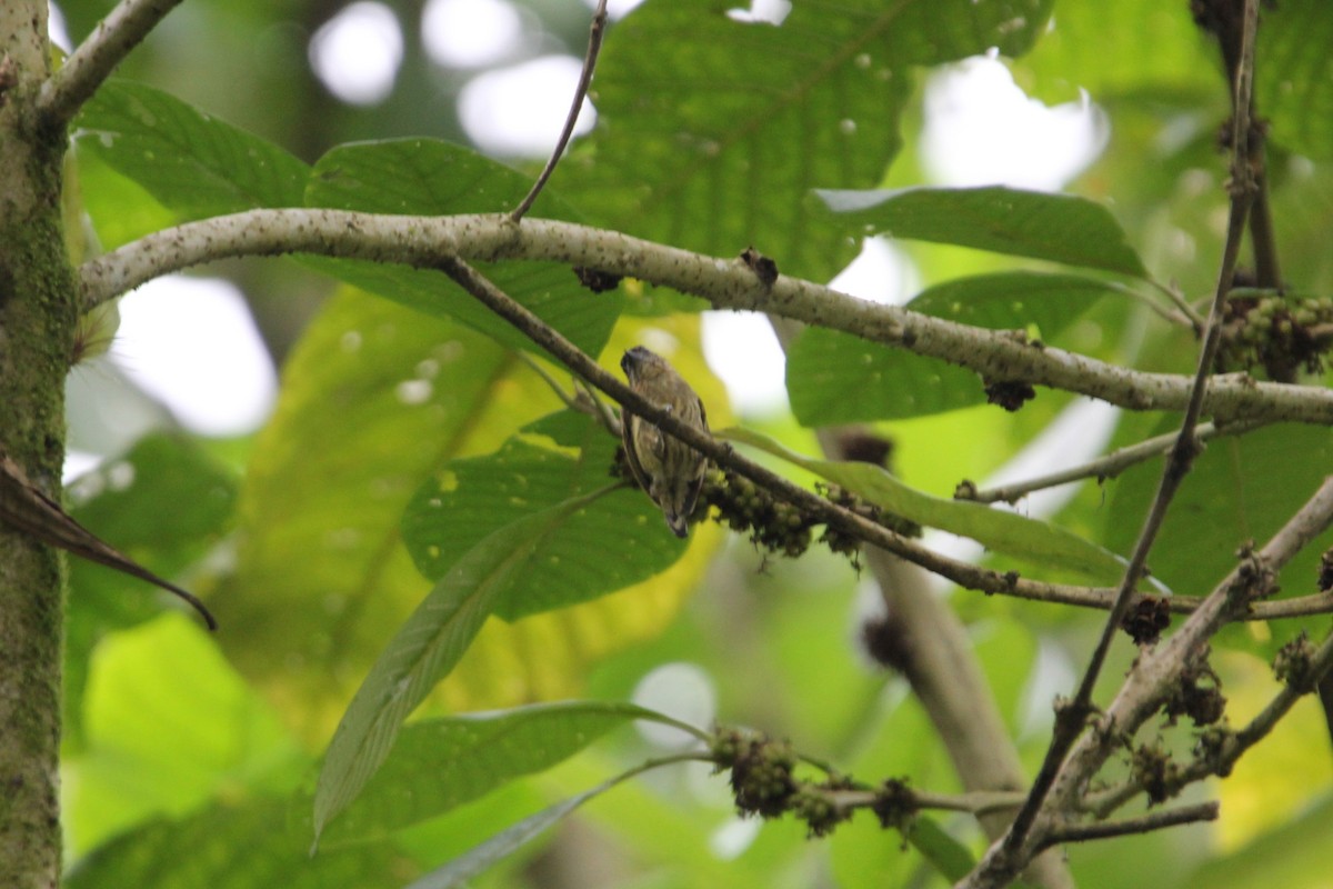 Olivaceous Piculet - ML118287751