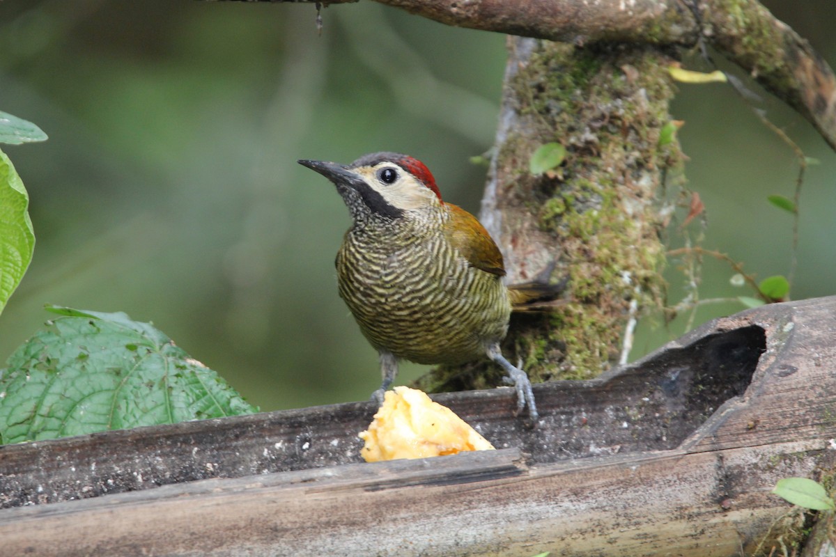 Golden-olive Woodpecker (rubripileus) - Robert Gowan