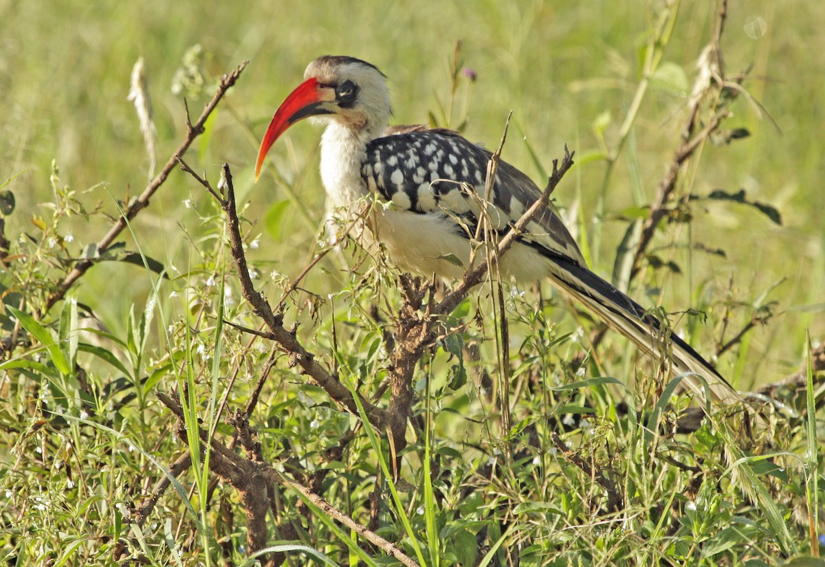 Tanzanian Red-billed Hornbill - ML118288041