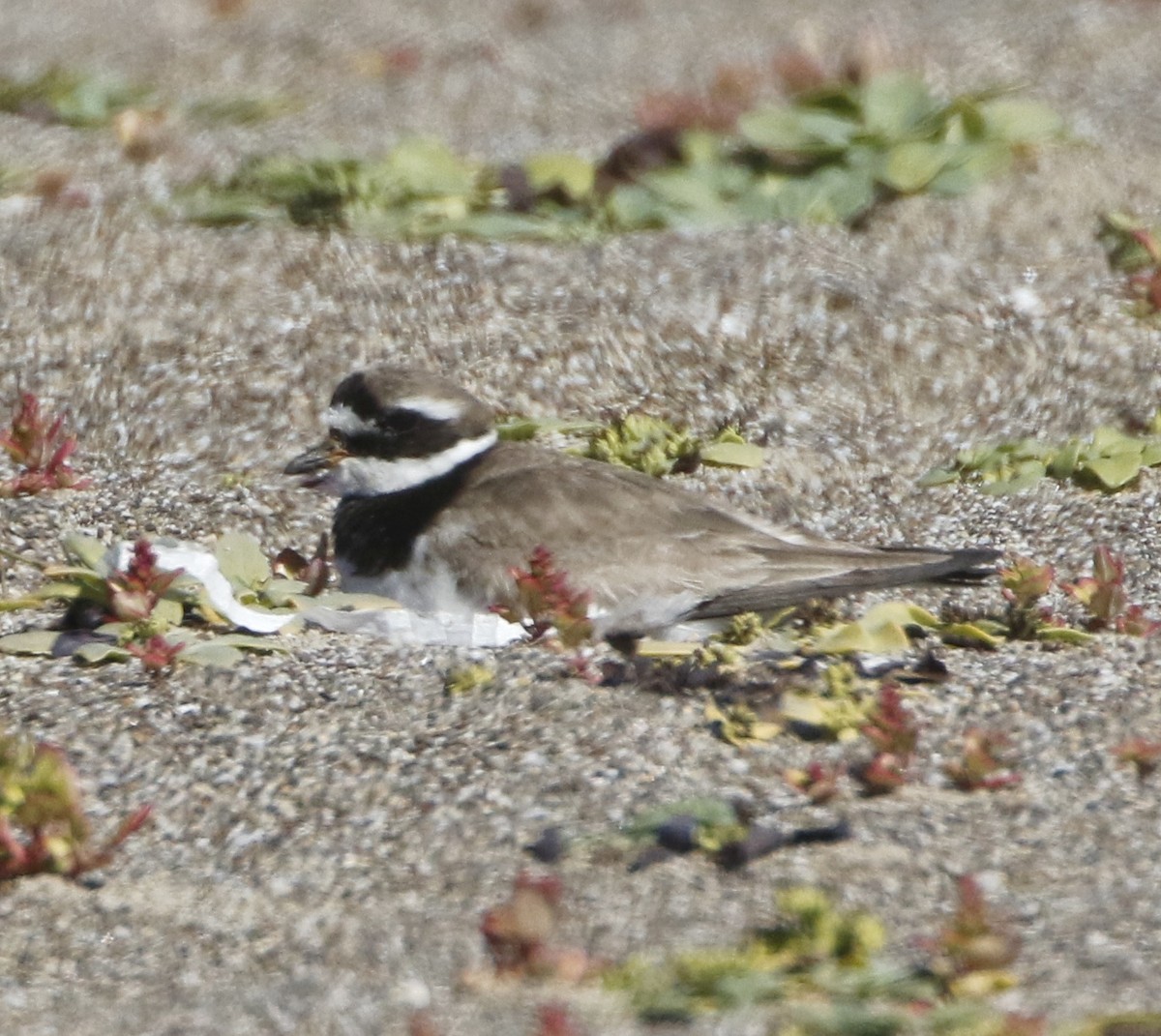 Common Ringed Plover - ML118288141