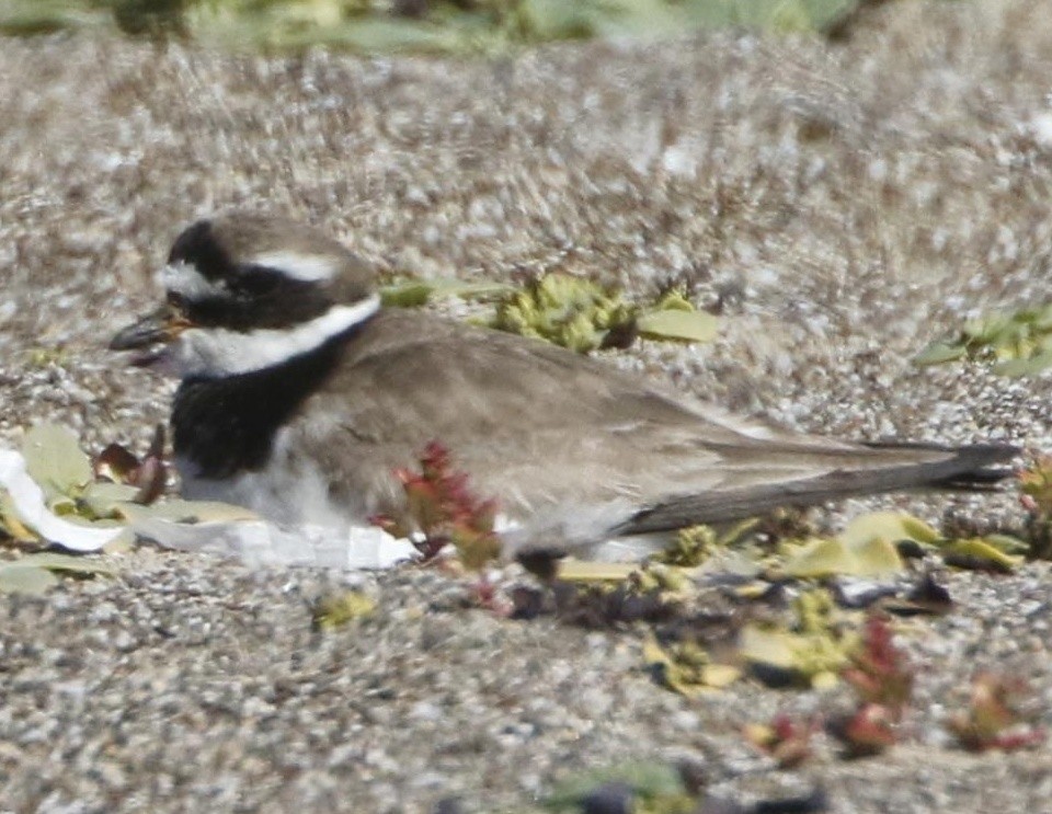 Common Ringed Plover - ML118288171