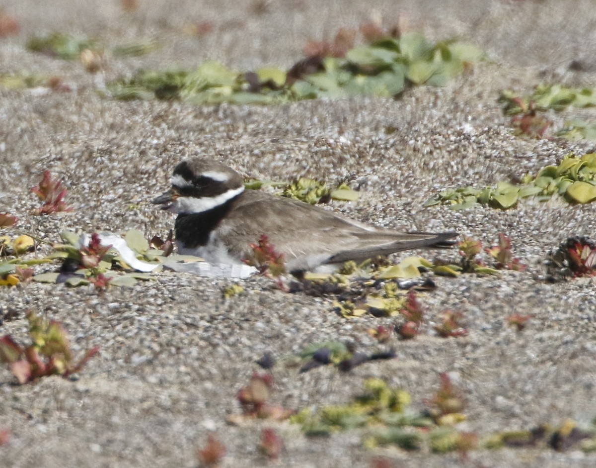 Common Ringed Plover - ML118288181