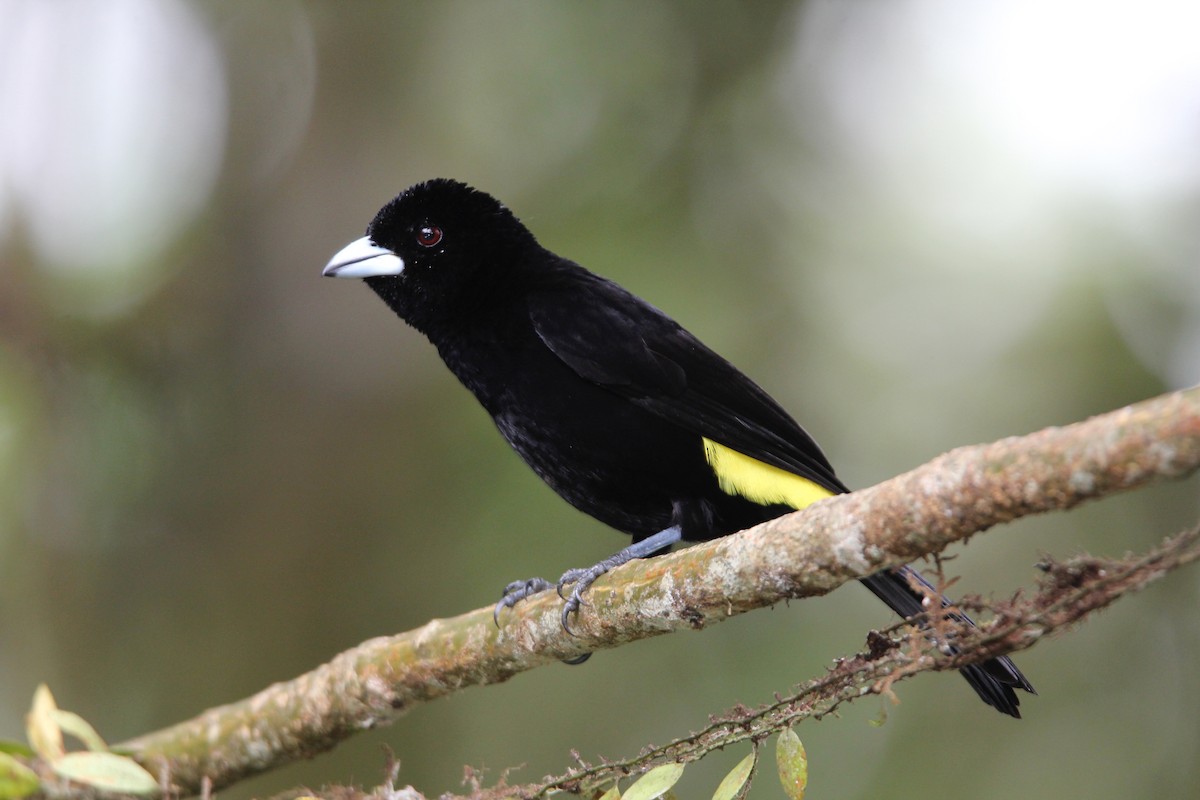 Flame-rumped Tanager (Lemon-rumped) - ML118288211
