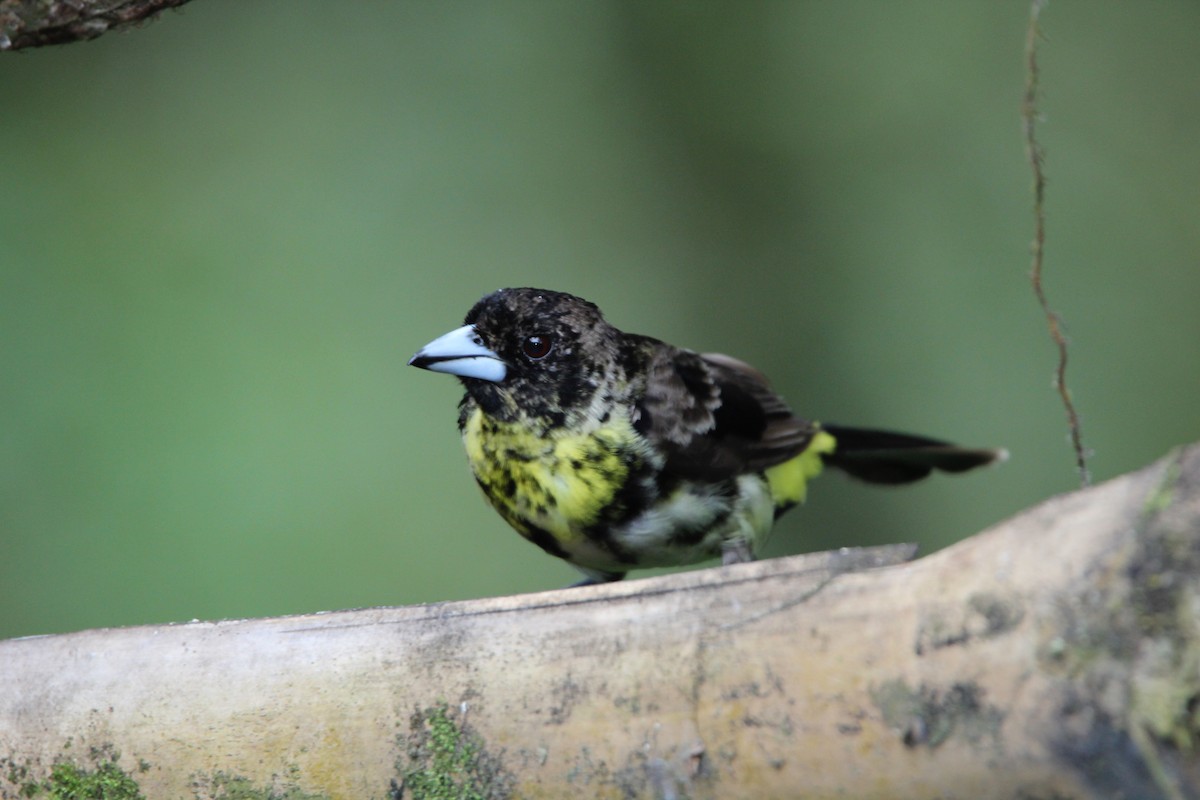 Flame-rumped Tanager (Lemon-rumped) - ML118288221