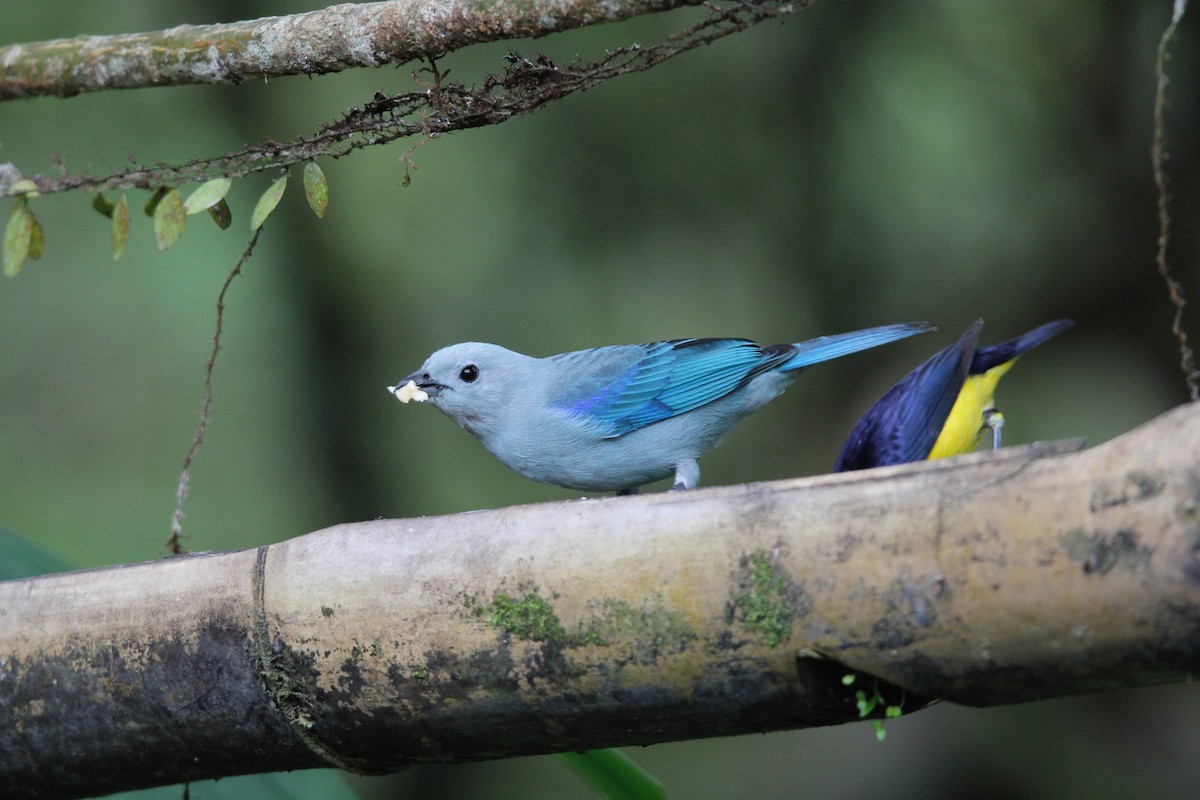 Blue-gray Tanager - ML118288311