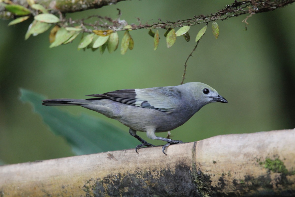 Palm Tanager - ML118288361