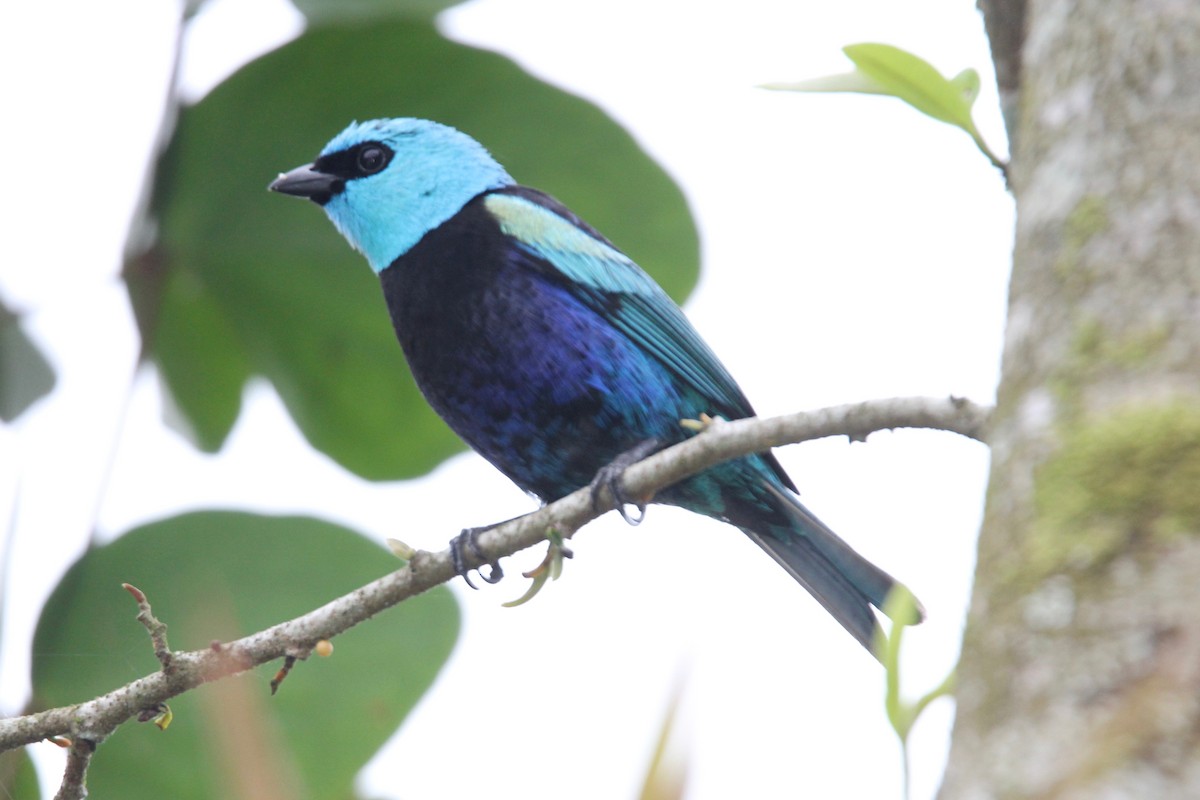 Blue-necked Tanager - ML118288401