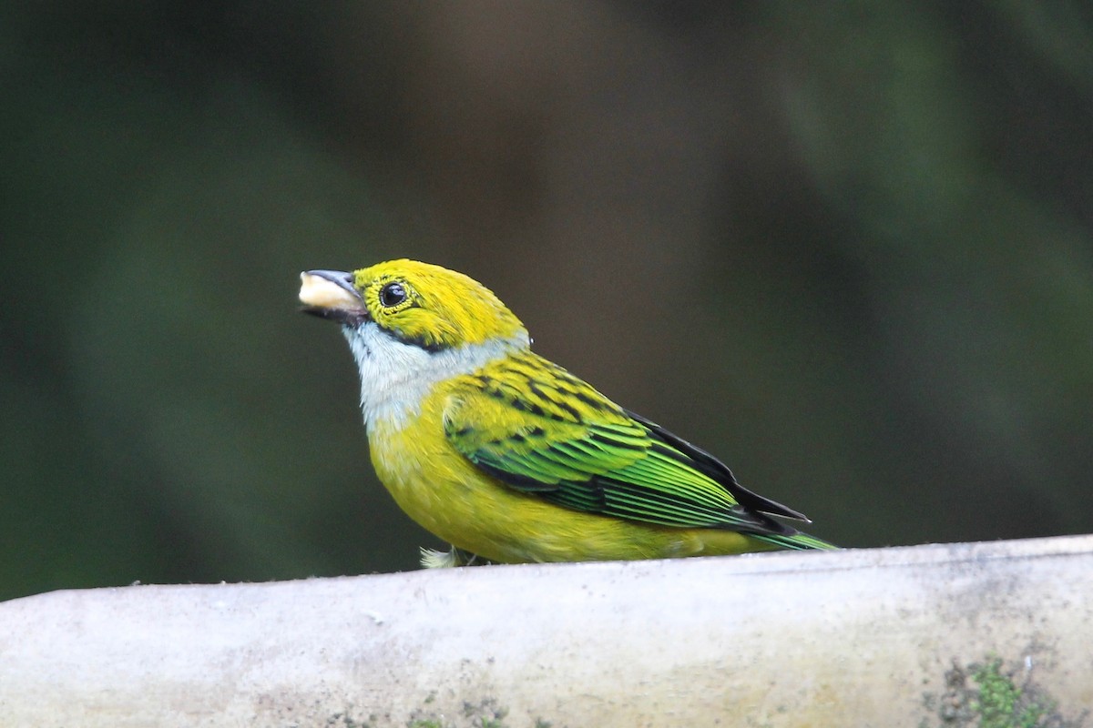 Silver-throated Tanager - ML118288451