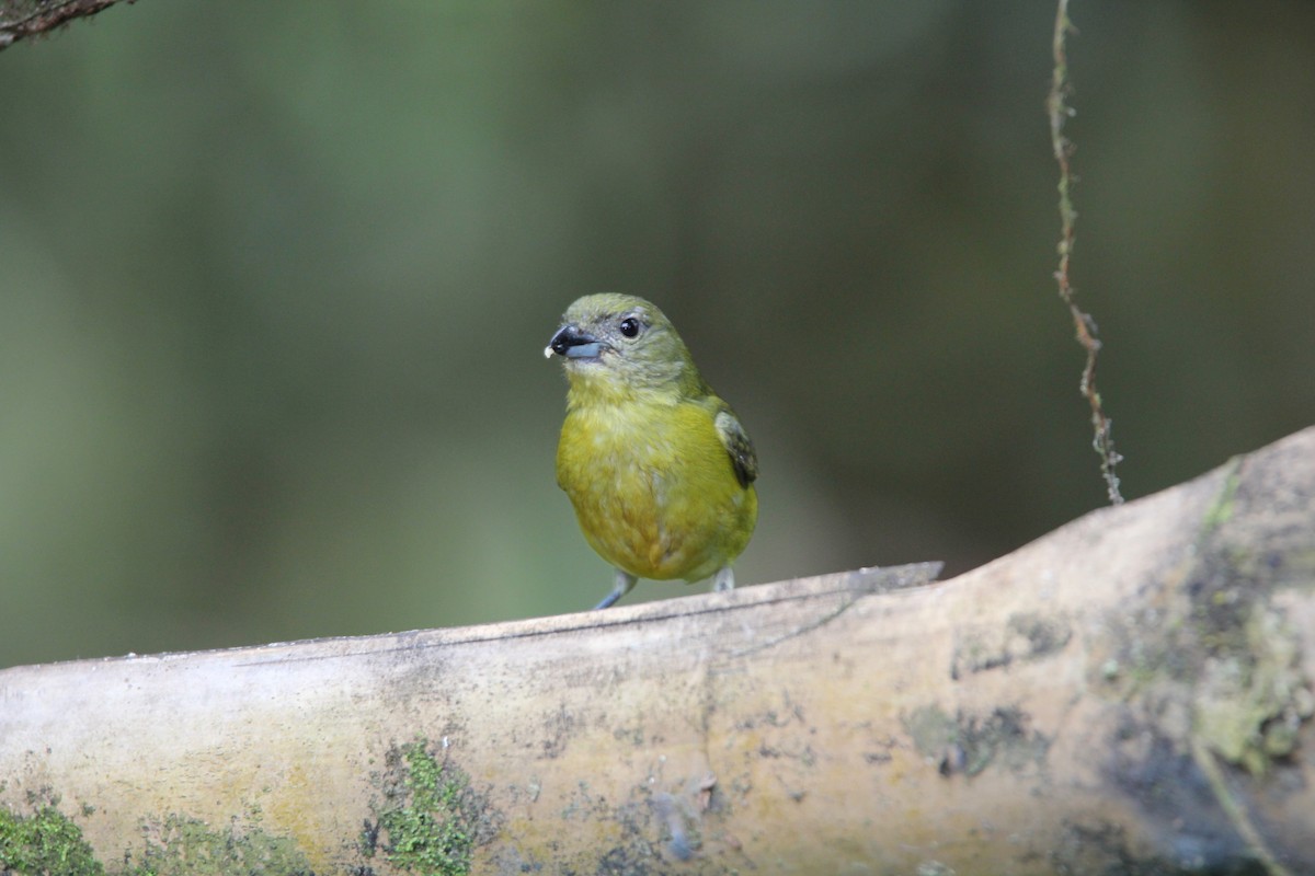 Thick-billed Euphonia (Thick-billed) - ML118288591