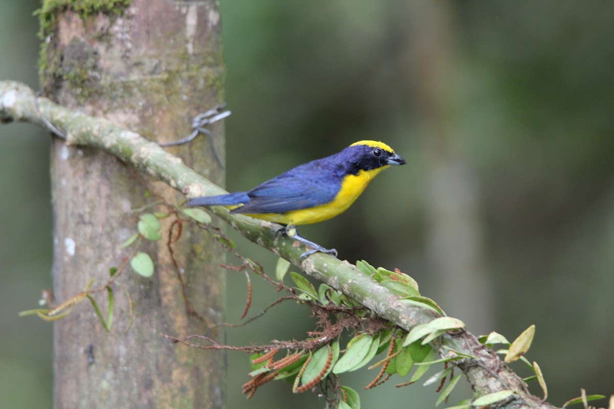 Thick-billed Euphonia (Thick-billed) - ML118288601