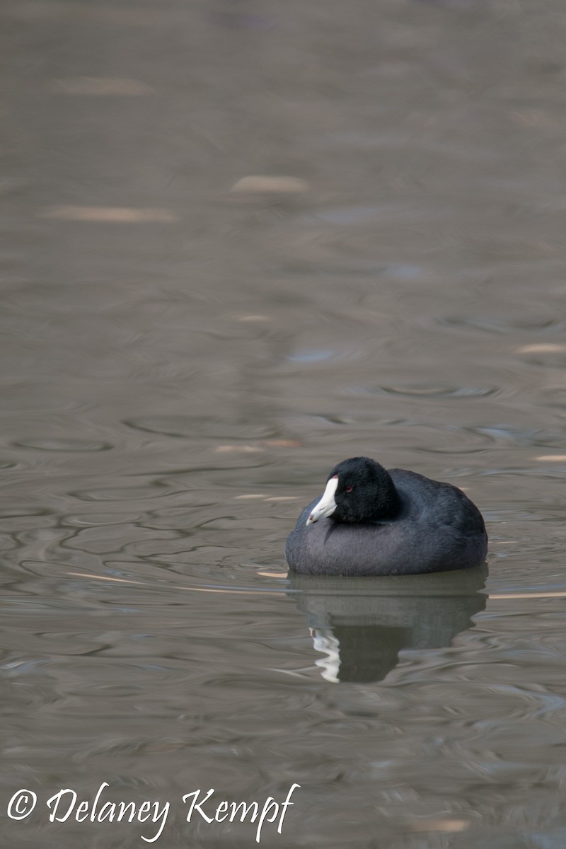 American Coot (Red-shielded) - Delaney Kempf