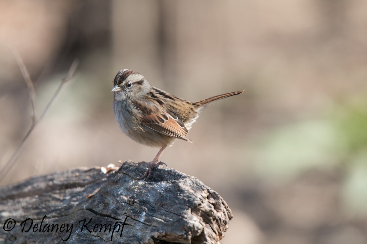 Swamp Sparrow - ML118290831