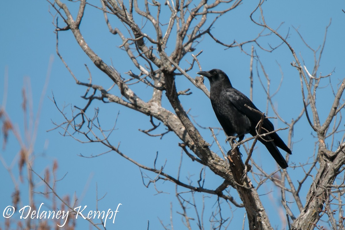 American Crow - ML118291021