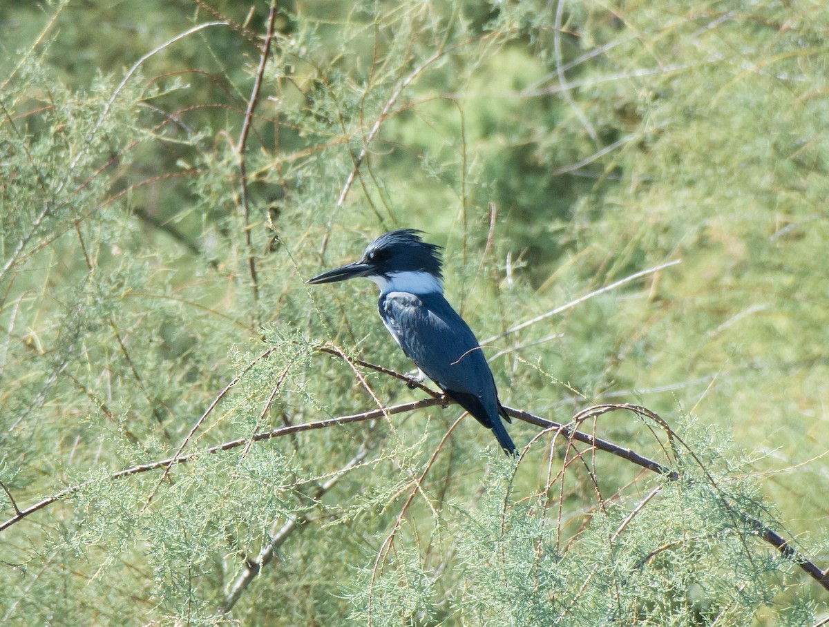 Belted Kingfisher - ML118294551