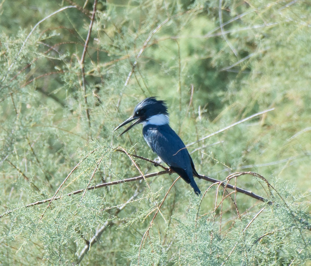 Belted Kingfisher - ML118294561