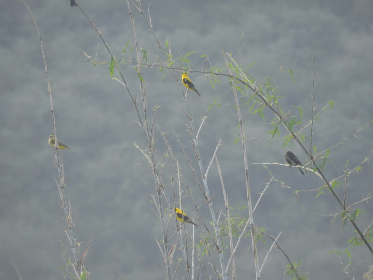 Indian Golden Oriole - Mittal Gala