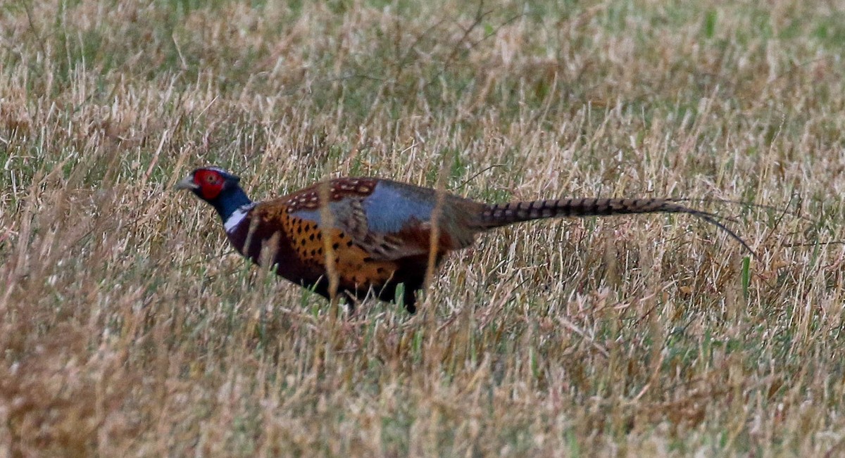 Ring-necked Pheasant - Teresa Connell
