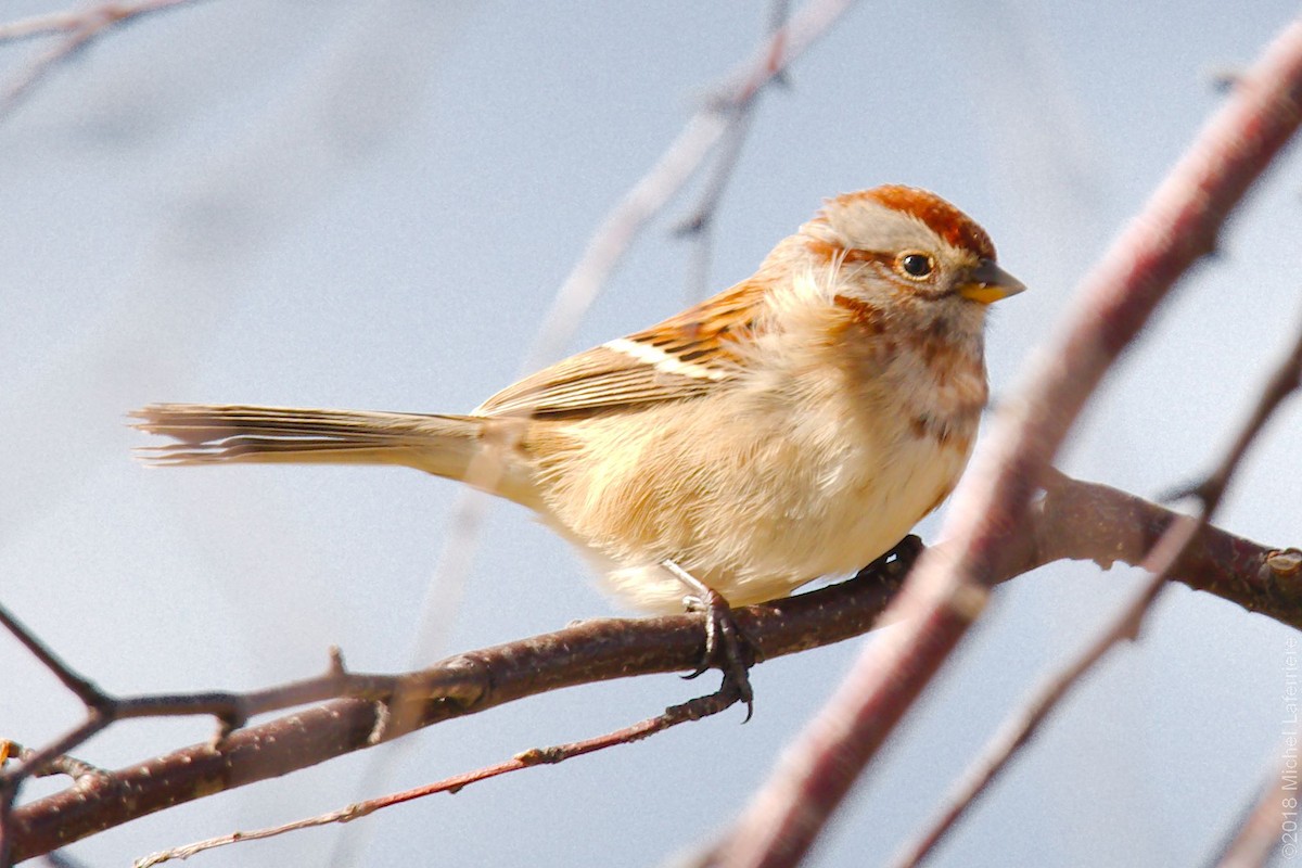 American Tree Sparrow - ML118296211