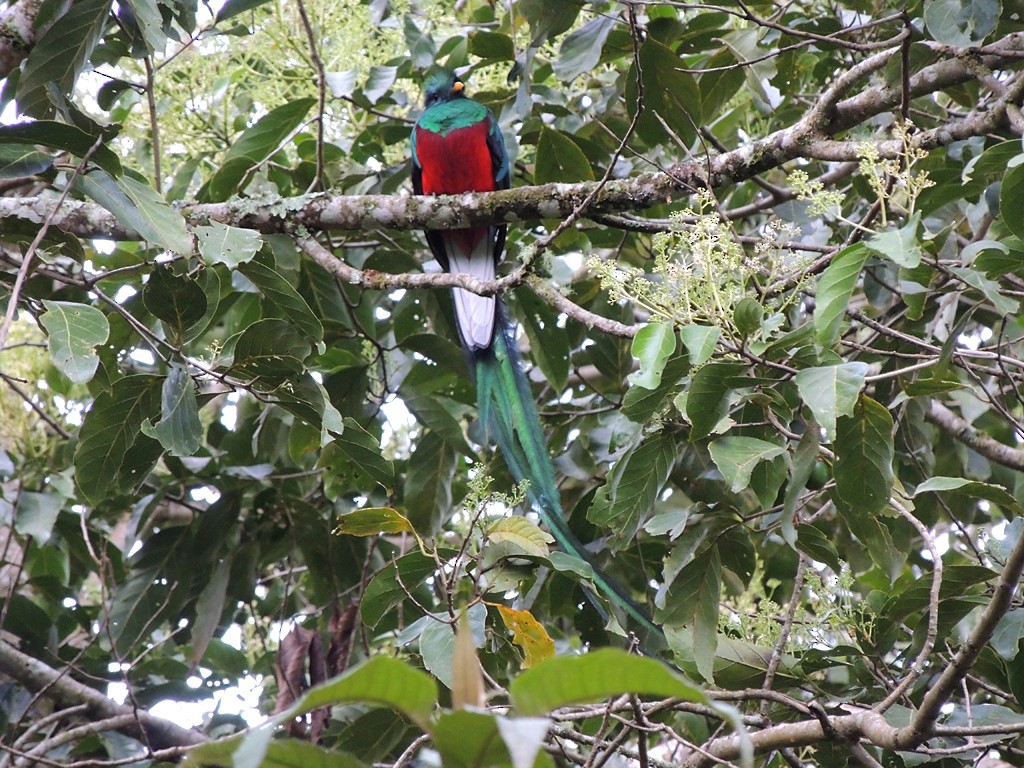 Resplendent Quetzal (Costa Rican) - Richard Garrigues