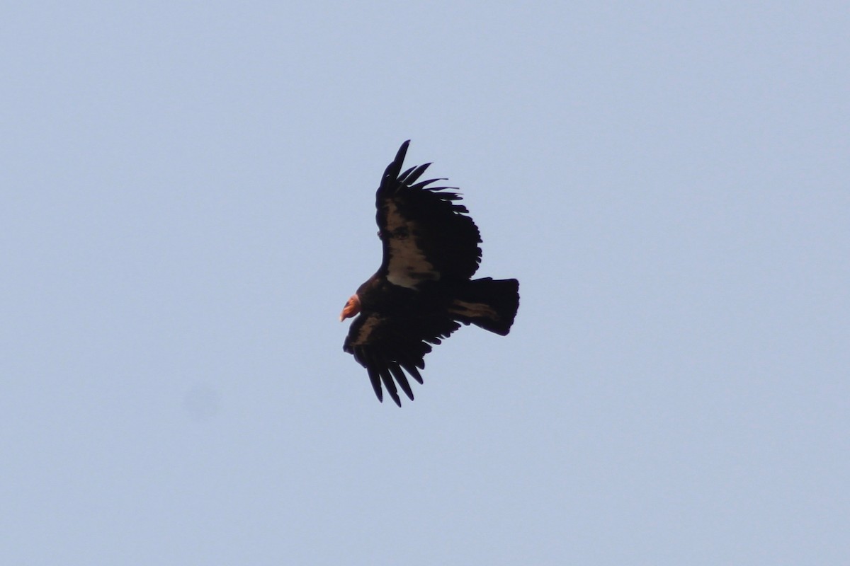 California Condor - Tahiry Langrand