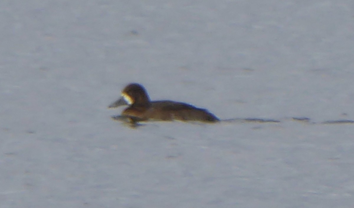 Greater Scaup - T A