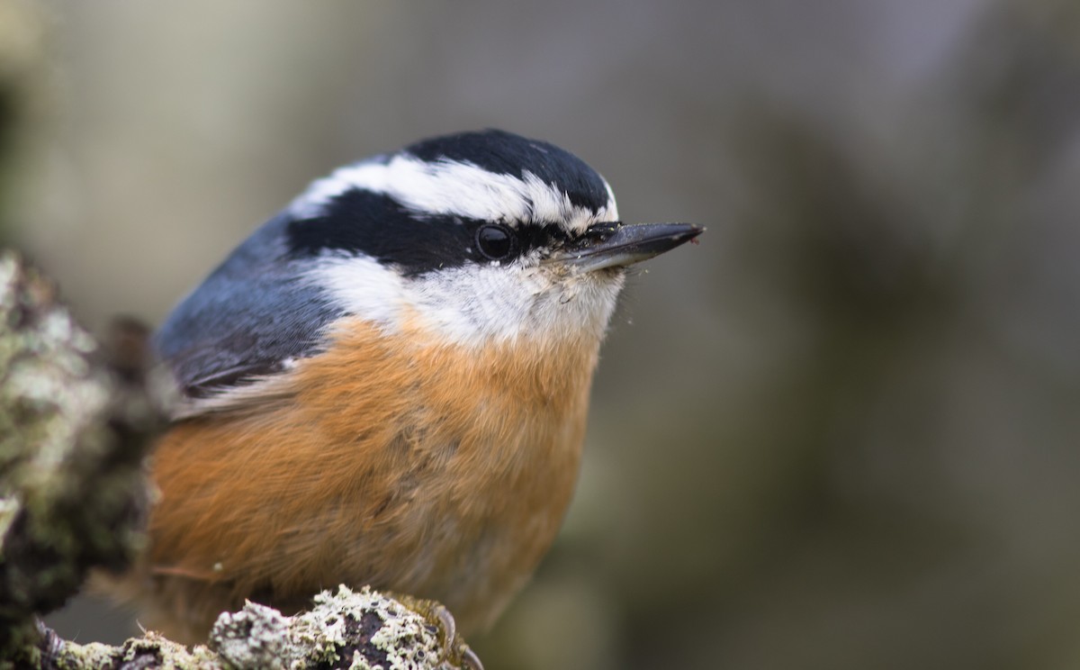 Red-breasted Nuthatch - Doug Hitchcox