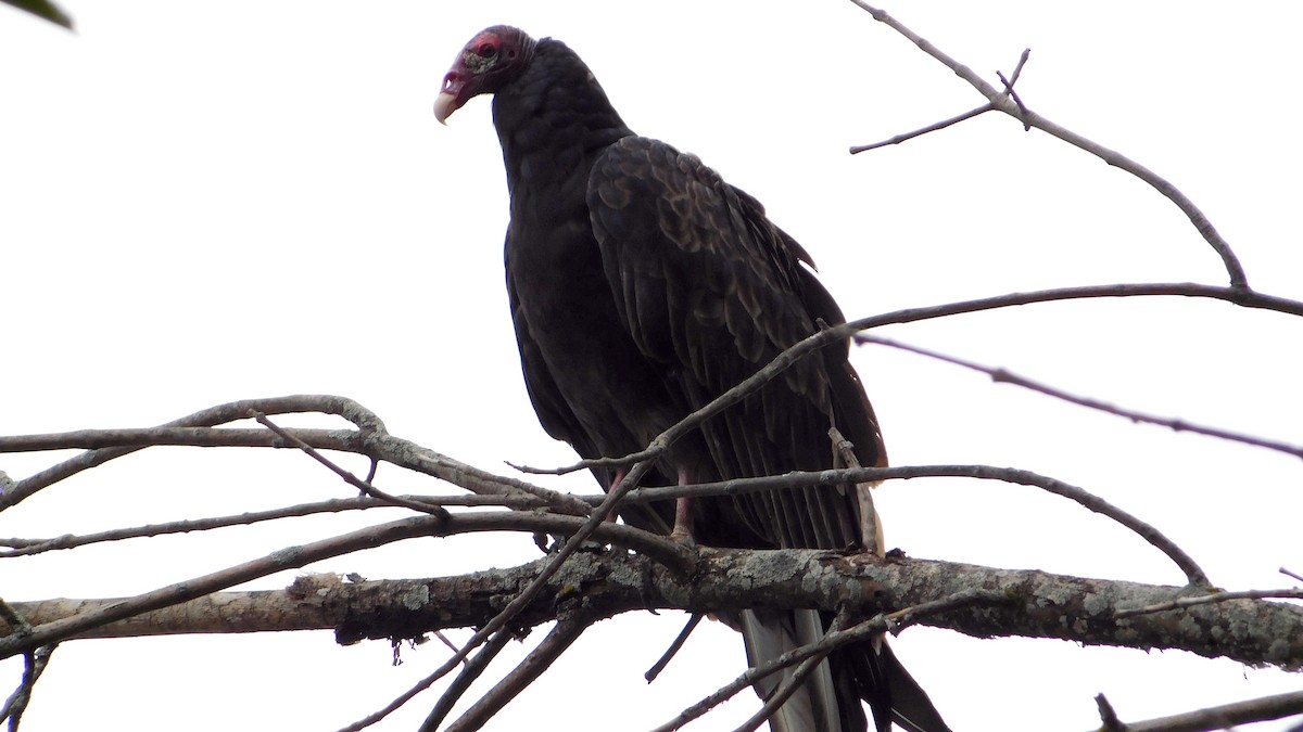 Turkey Vulture - ML118306611