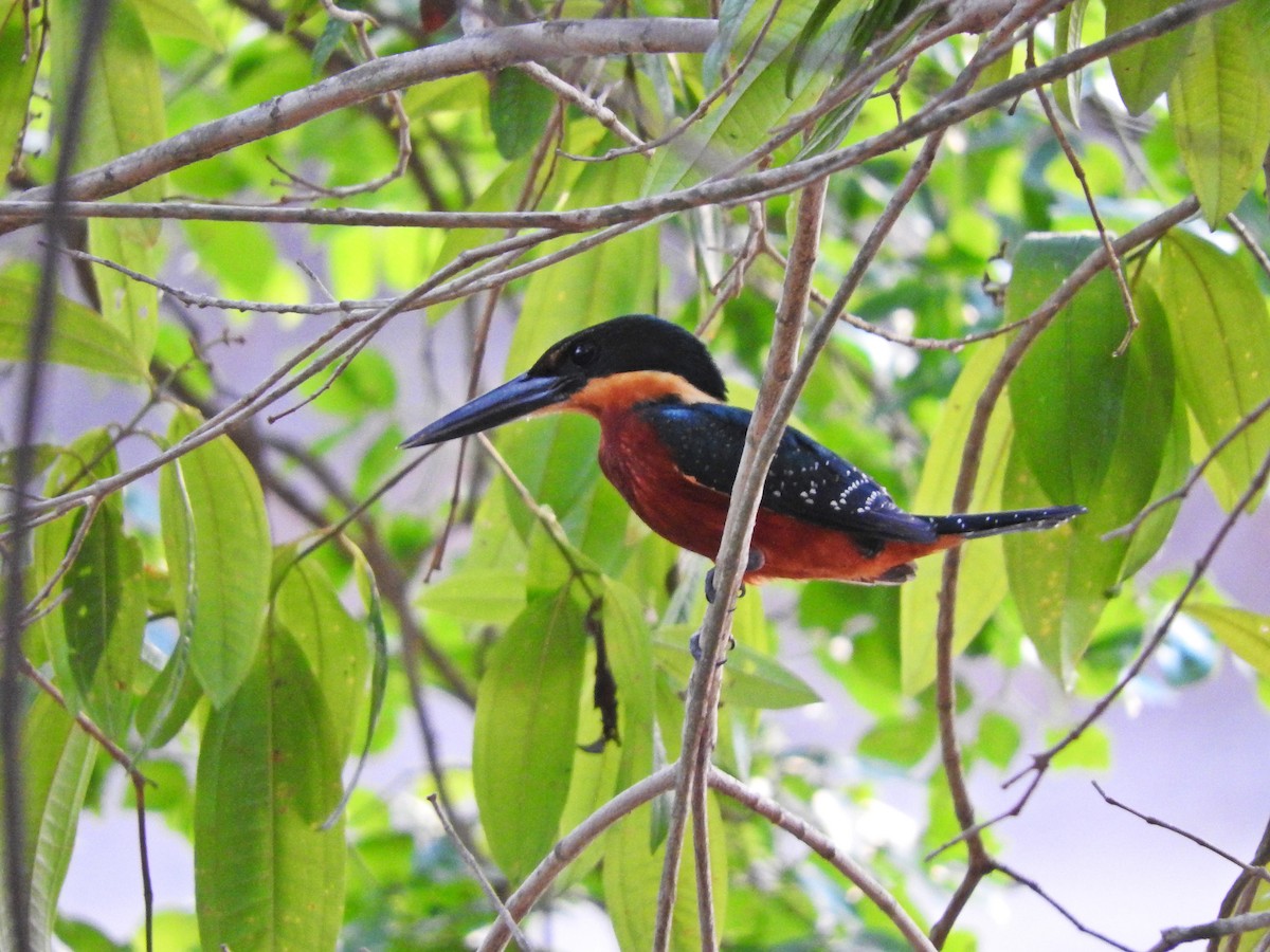 Green-and-rufous Kingfisher - Chris Bell