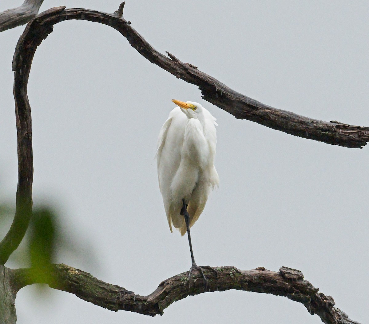 Great Egret - Mike Bailey
