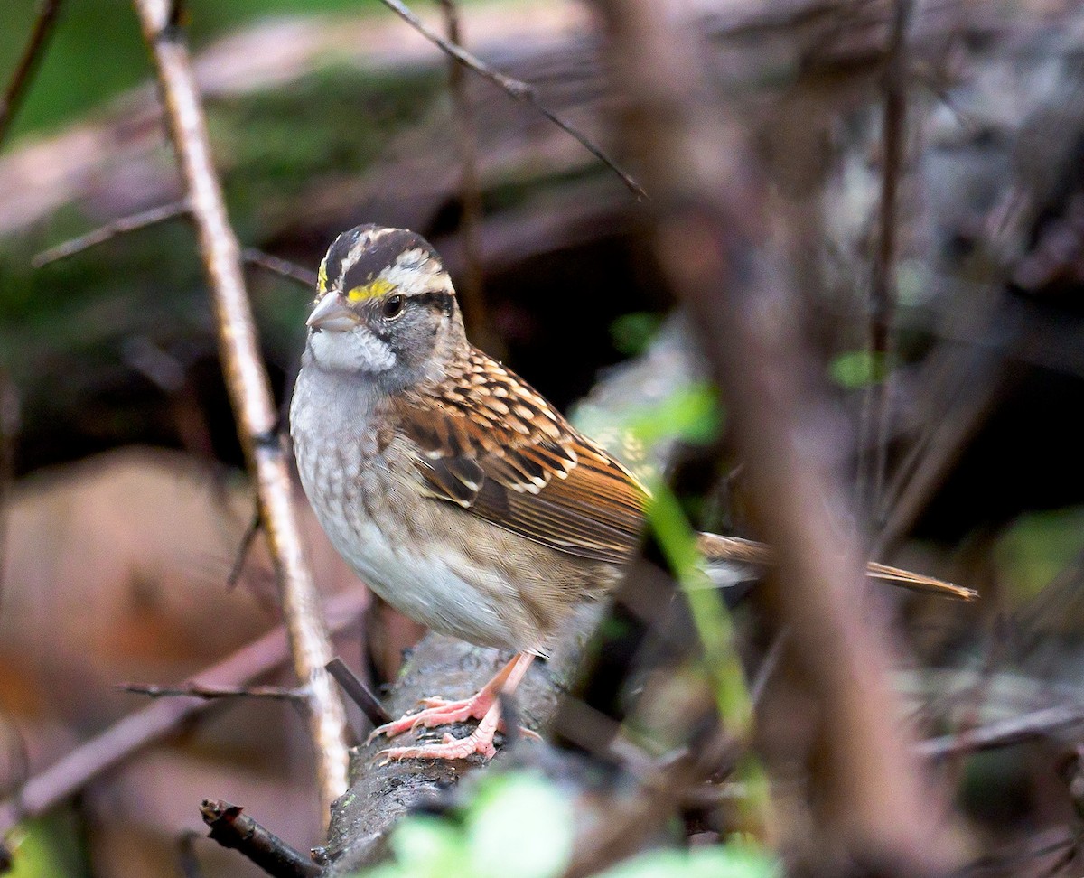 White-throated Sparrow - ML118312071