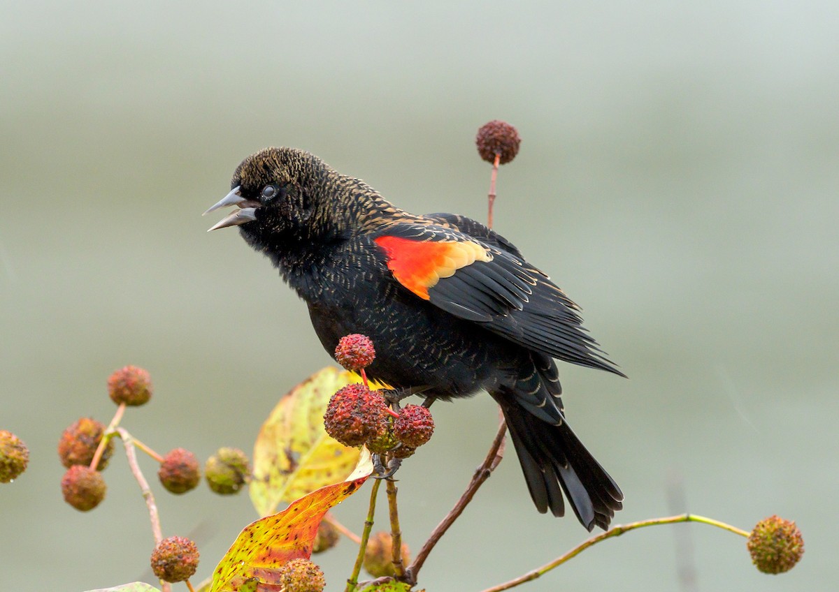 Red-winged Blackbird - Mike Bailey