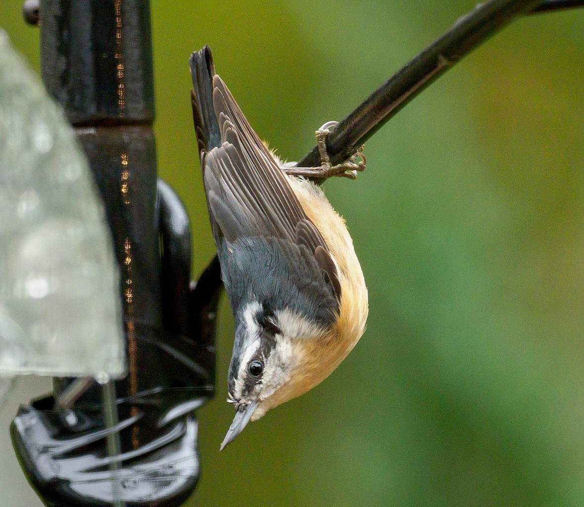 Red-breasted Nuthatch - ML118312451