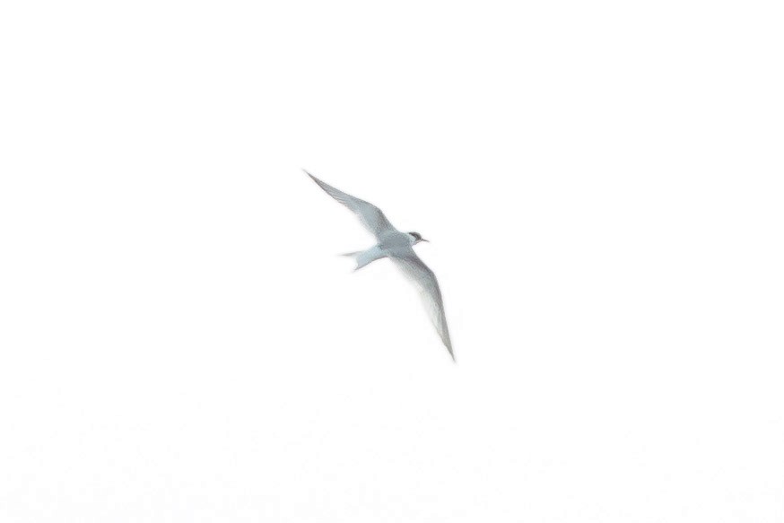 Arctic Tern - Jeff Bray