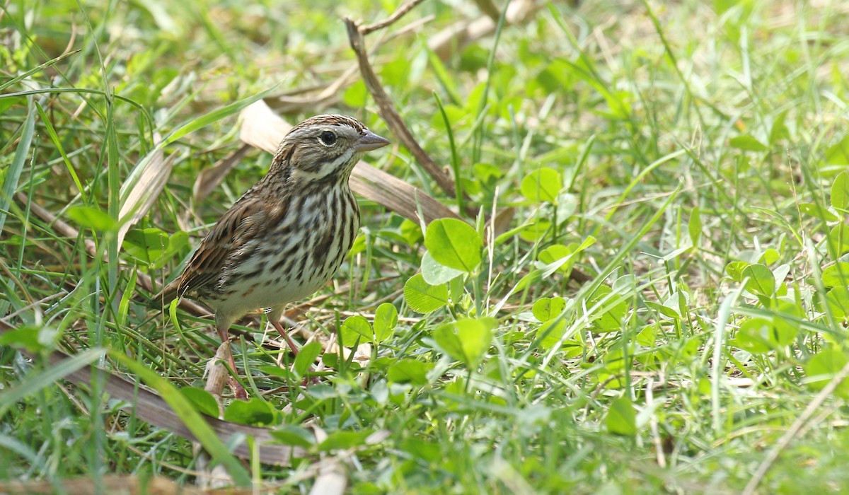 Passerellidae sp. (sparrow sp.) - ML118315491