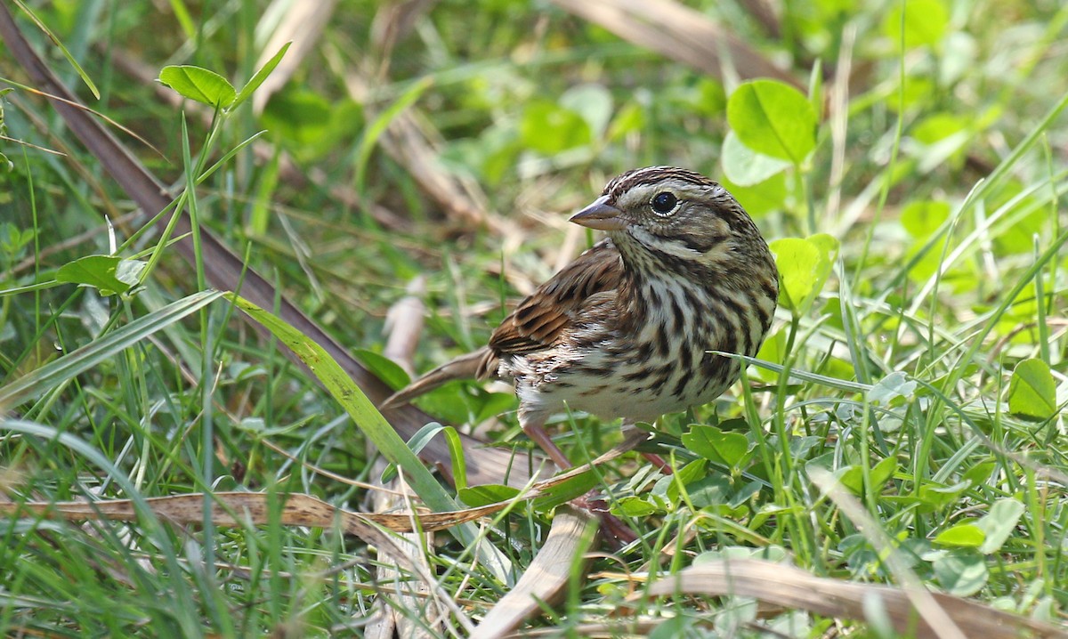 Passerellidae sp. (sparrow sp.) - ML118315501