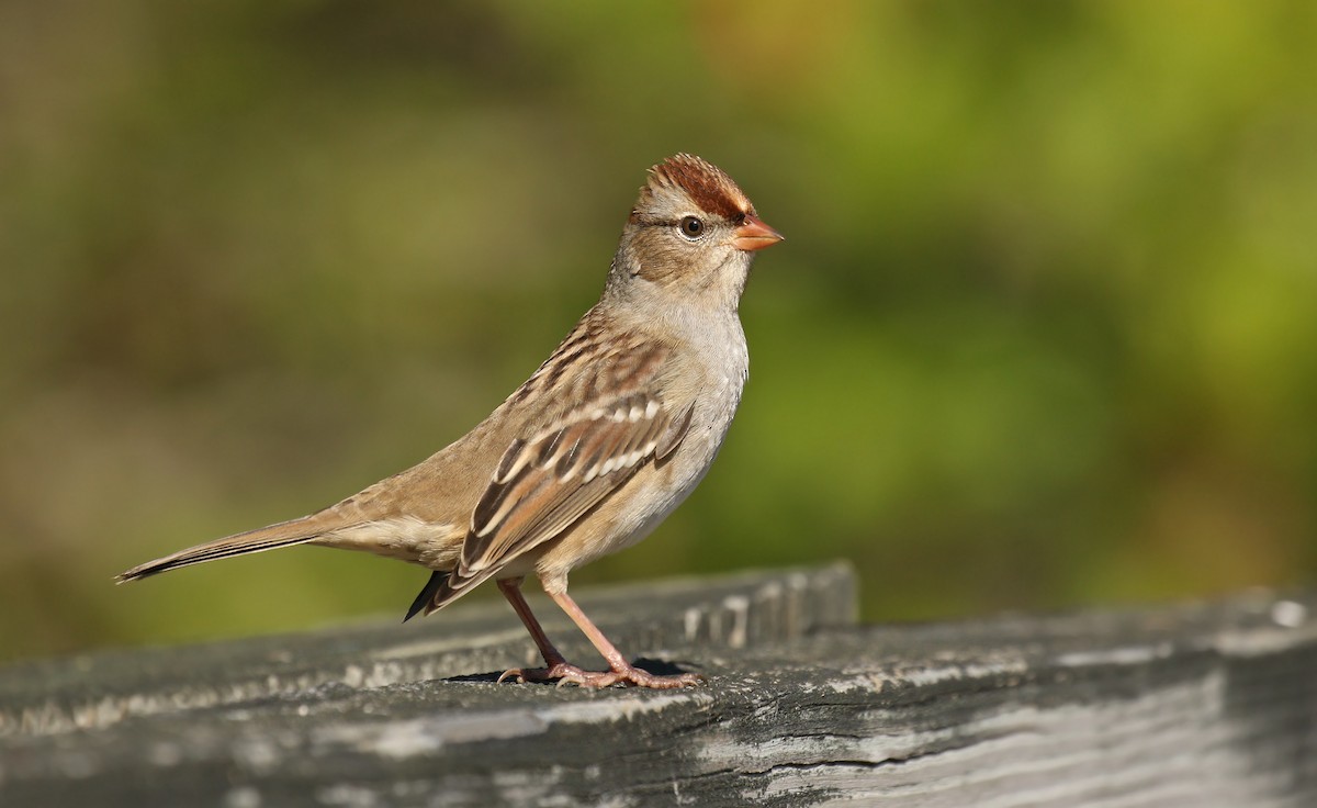 White-crowned Sparrow (Dark-lored) - ML118317021
