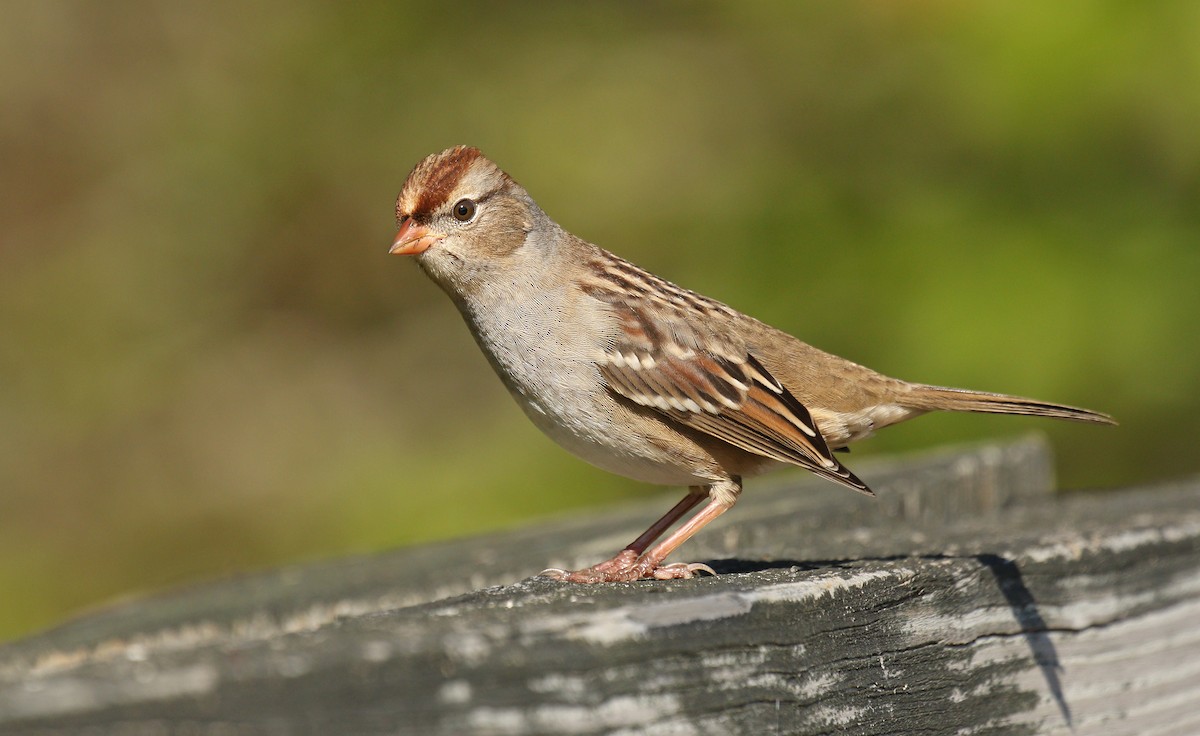White-crowned Sparrow (Dark-lored) - ML118319881