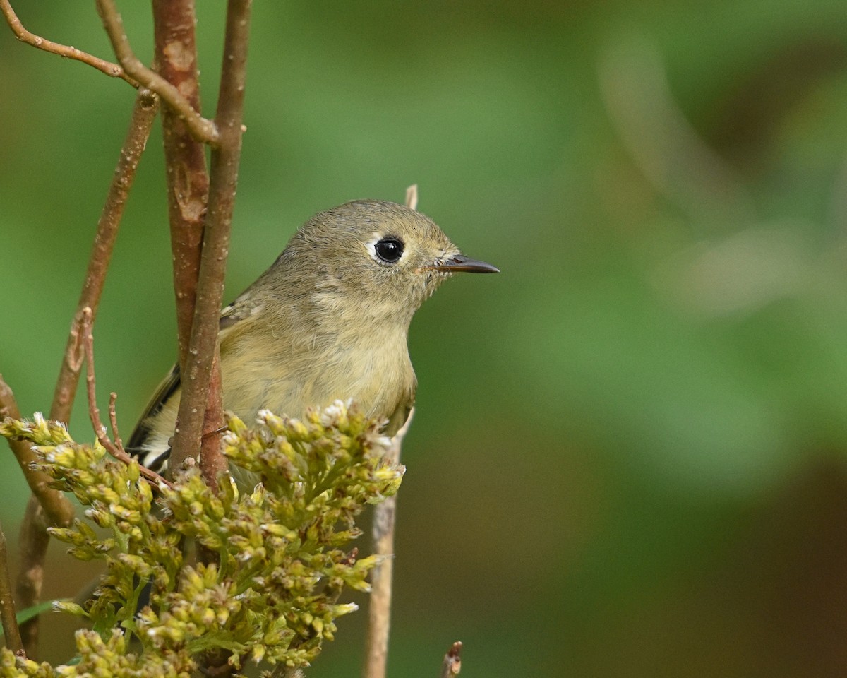 Ruby-crowned Kinglet - Brian Hicks