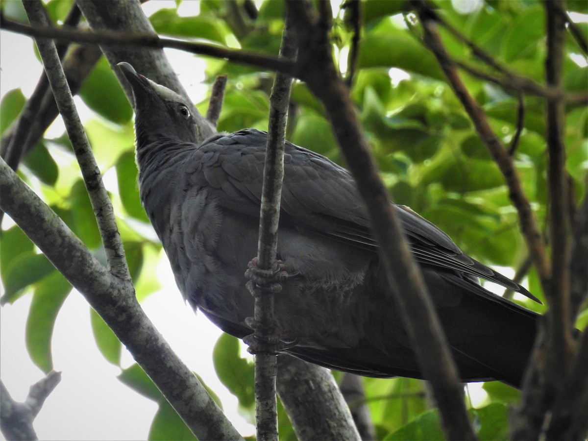 White-crowned Pigeon - ML118324041