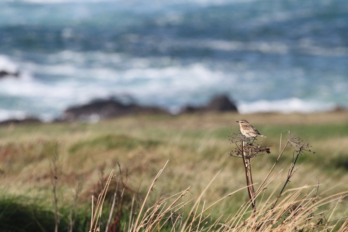 Whinchat - ML118324541