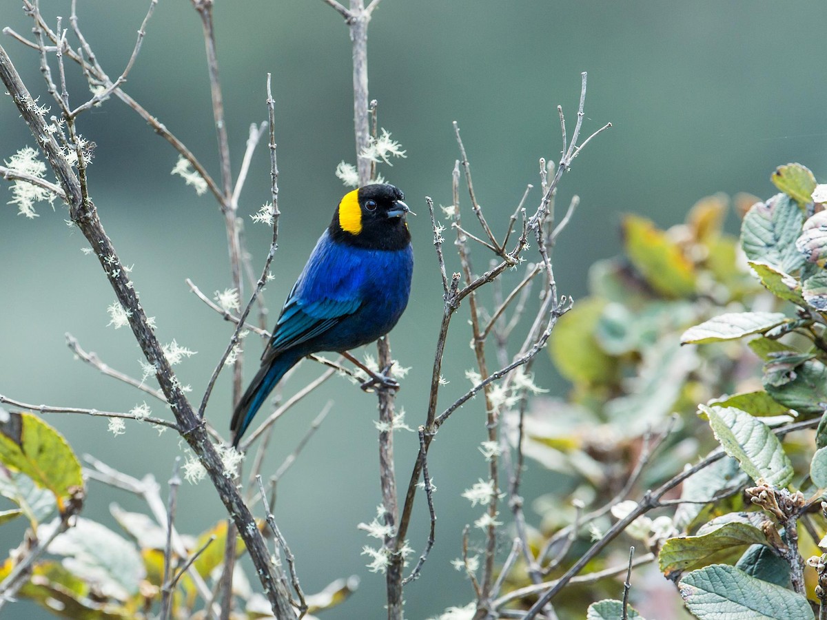 Yellow-scarfed Tanager - ML118325681
