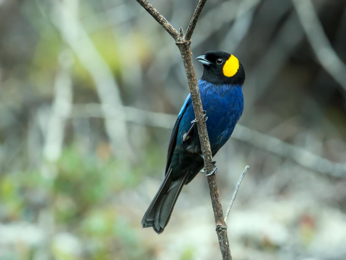 Yellow-scarfed Tanager - ML118325691