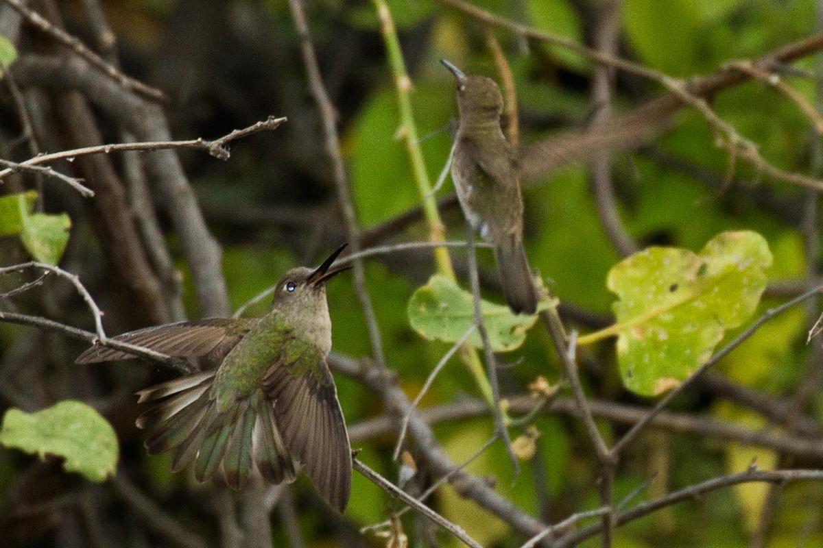 Tumbes Hummingbird - Will Chatfield-Taylor