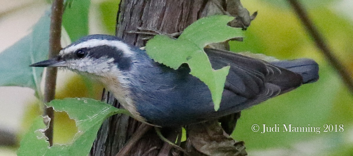 Red-breasted Nuthatch - Carl & Judi Manning