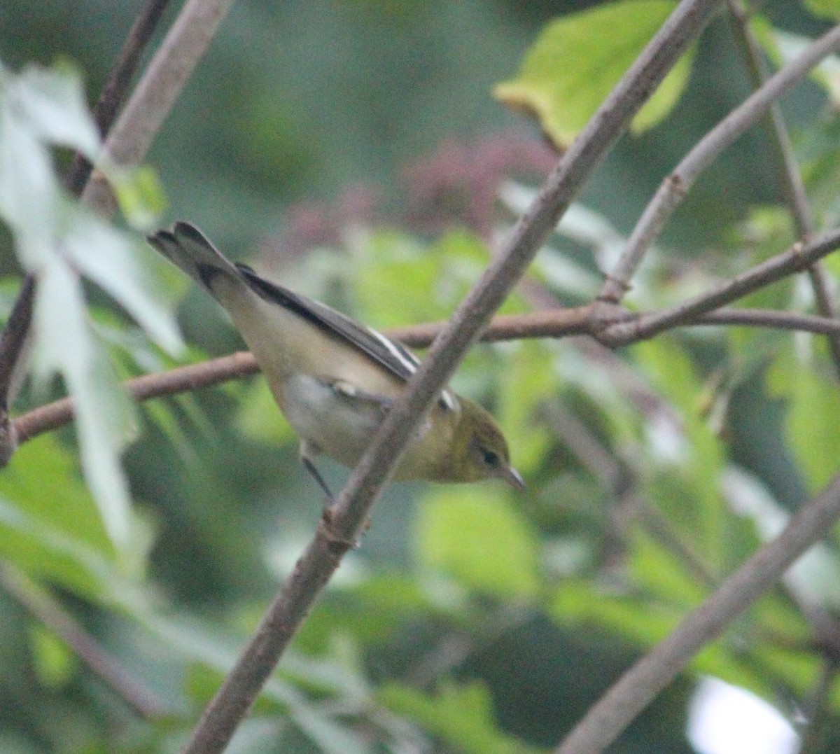 Bay-breasted Warbler - Anonymous eBirber