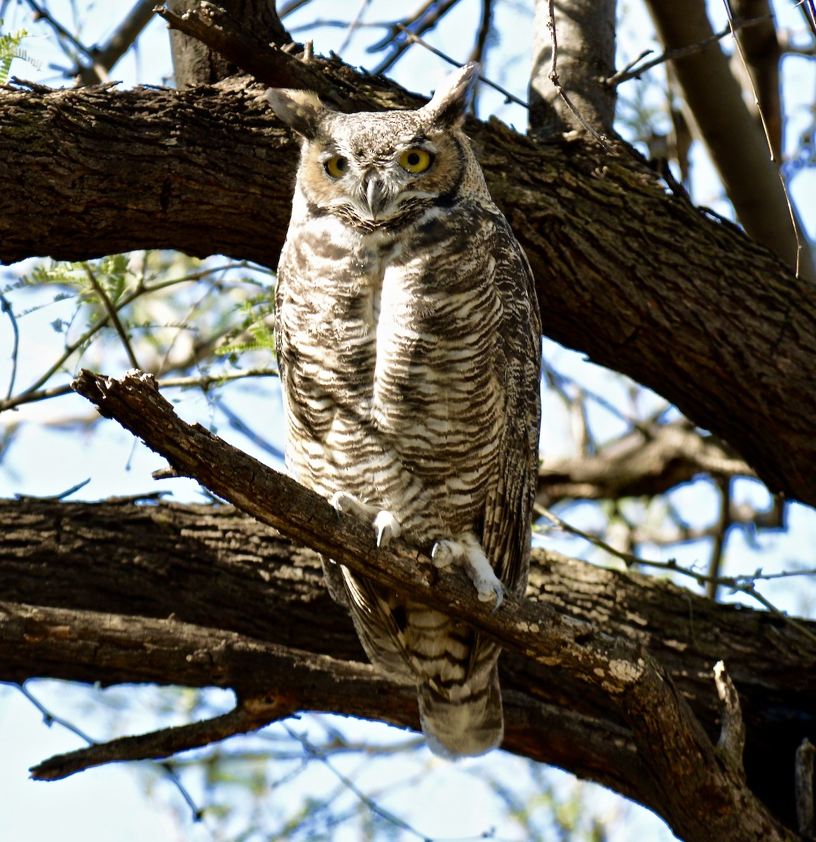 Great Horned Owl - ML118329621
